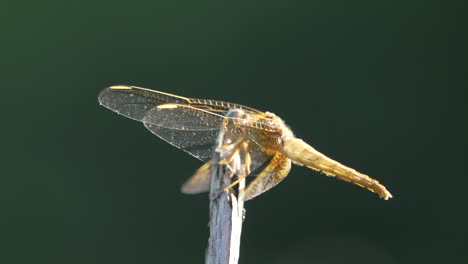 libélula de anillos dorados donde se posan contra el fondo bokeh