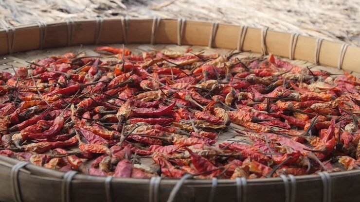 Panning Over Chili Peppers Drying in the Sun
