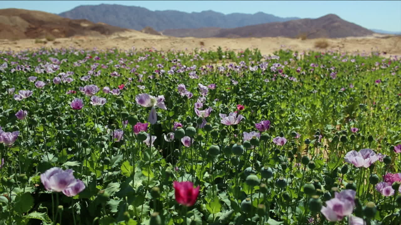 широкий снимок опийных маков, растущих на поле на среднем востоке