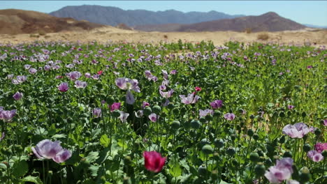 wide shot of opium poppies growing in a middle eastern field