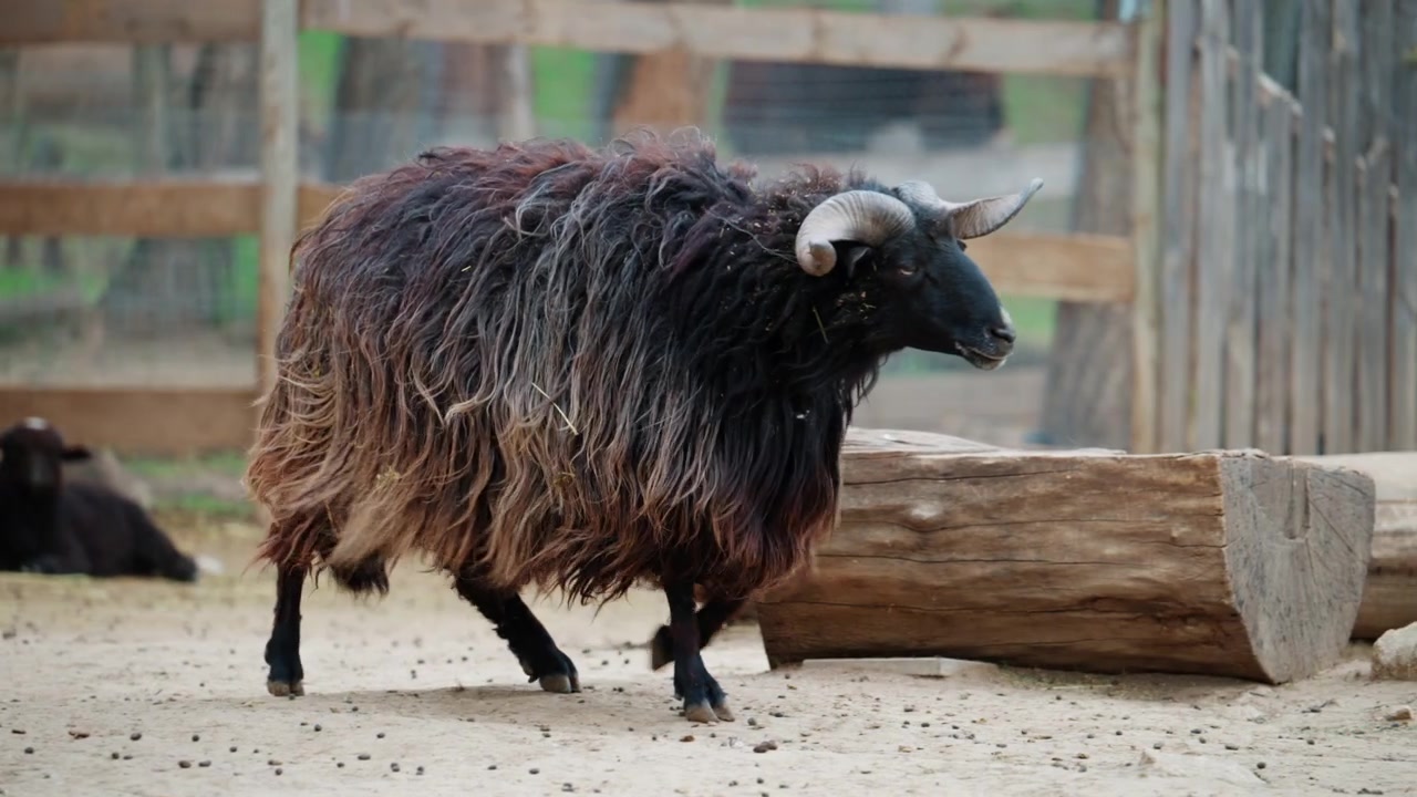 Ampia veduta di una pecora nera in piedi in un'aia aperta con altre pecore che riposano sullo sfondo vicino a una mangiatoia in legno.