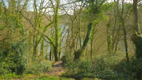 treescape with trunks covered with climbing plants in green forest park