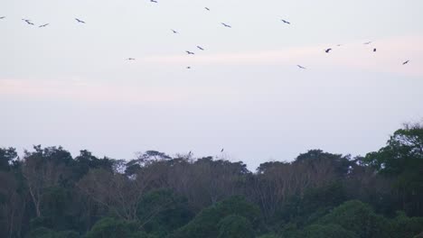 flocks of birds fly above the treetops in pantanal, , state of mato grosso, brazil at sunset