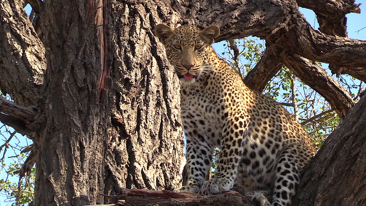 표범이 나무에 앉아 뜨거운 아프리카 태양 아래 심하게 헐떡입니다.