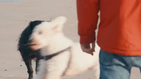 furry black dog running outdoor with a ball in his mouth