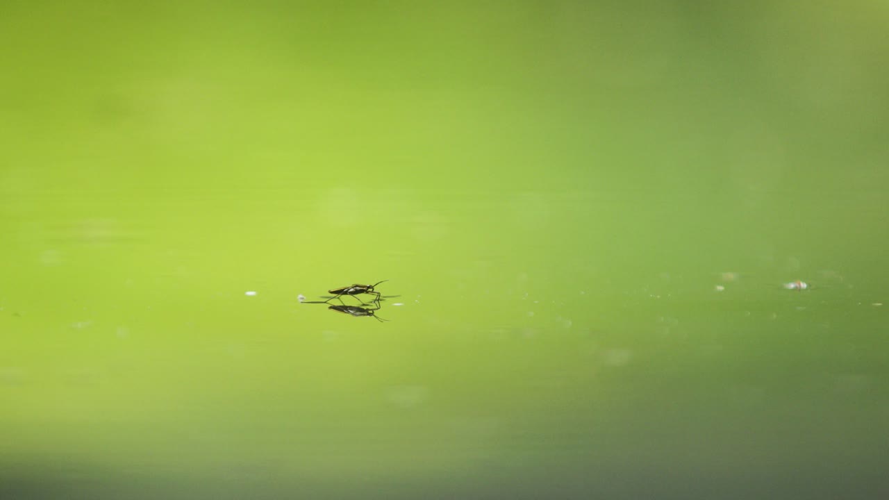 물 위에서 뛰어다니는 작은 벌레의 슬로우 모션 매크로 샷