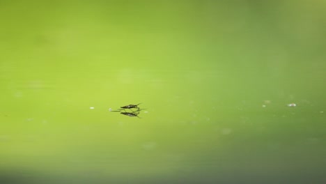 Zeitlupen-Makroaufnahme-Eines-Winzigen-Käfers,-Der-Auf-Dem-Wasser-Hüpft