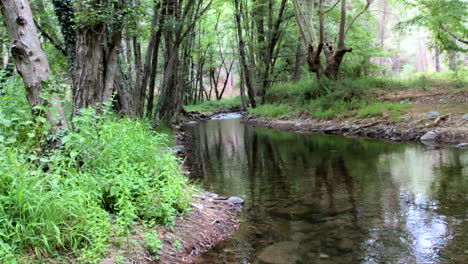 A-calm-shallow-river-runs-through-a-Mediterranean-forest,-on-a-Mediterranean-island