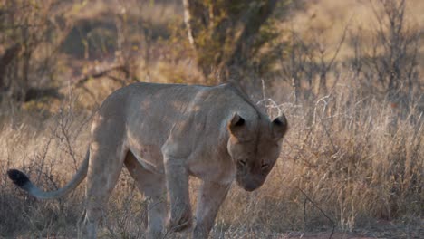 Lioness-pawing-and-digging-in-dirt-ground-in-savannah-and-then-yawning