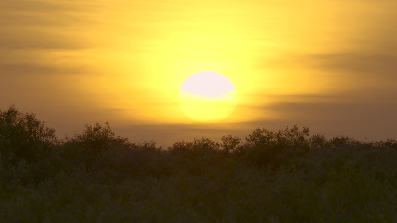 Golden Sunset over Silhouetted Trees and Field