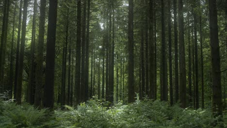 view of a dense forest on a sunny day 4k shot on the sony a7siii + ronin rs 3