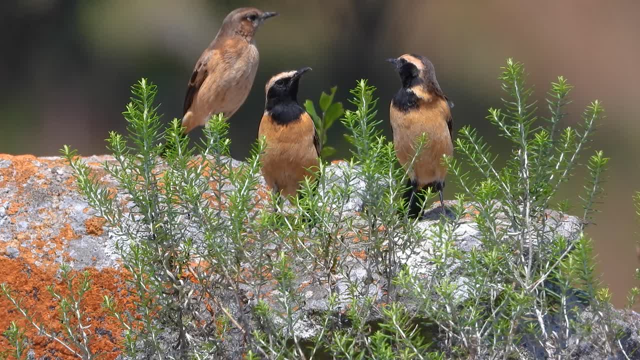 Cinnamon-rumped seedeater bird species small outdoor national park South Africa