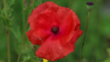 Close-up-of-a-Corn-Poppy,-Papaver-rhoeas