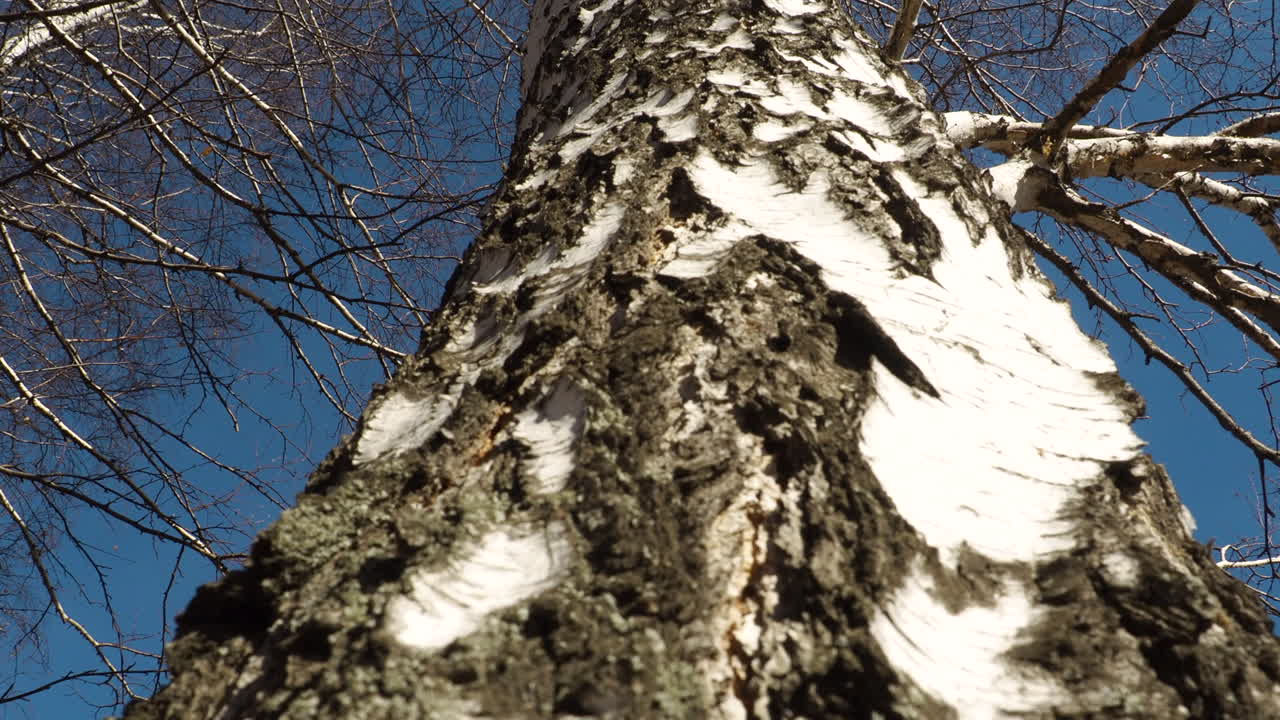 Close-up of a Birch Tree Trunk in Winter