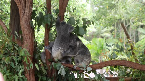 koalas climbing and cuddling on a tree branch