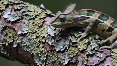 chameleon on a lichen-covered branch