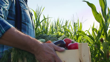 agricultor sosteniendo una caja de verduras frescas en un campo de maíz