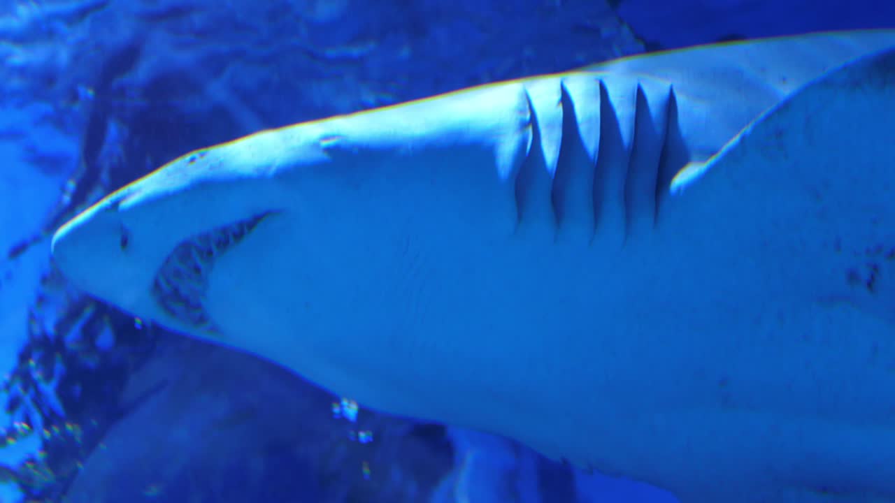 기생충으로부터 그를 청소하는 노란색 암초 물고기와 함께 평화롭게 수영하는 모래 호랑이 상어