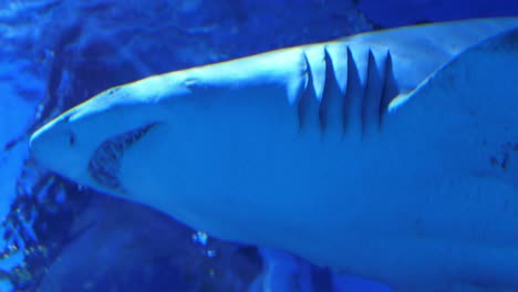 Sand-tiger-shark-swimming-peacefully-with-a-yellow-reef-fish-cleaning-him-from-parasites