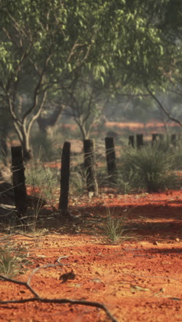 red dirt outback landscape with fence and trees