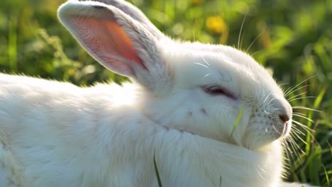 a beautiful close-up of a serene white rabbit relaxing in lush green grass under soft sunshine, capturing the essence of peaceful woodland life