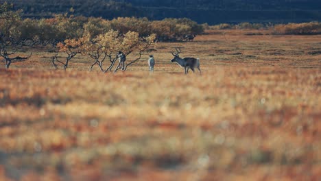 reindeer wander through the norwegian tundra grazing