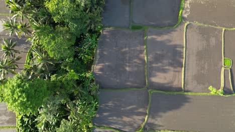 Aerial-view-of-green-paddy-rice-fields-alongside-tropical-forest-with-palm-trees-and-village's-houses-in-Indonesia