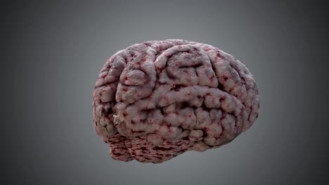 el cerebro humano girando en el fondo negro. animación en bucle 3d.