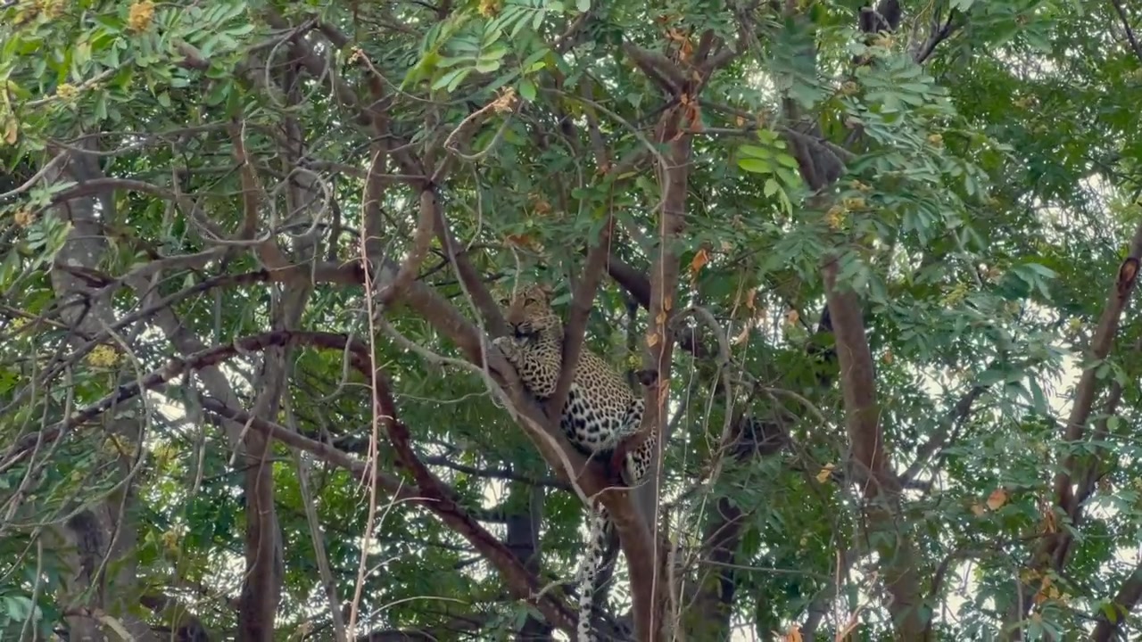 Leopar (Panthera pardus) bir dala tırmanıyor ve orada uzanıyor. Güney Luangwa Milli Parkı, Zambiya.