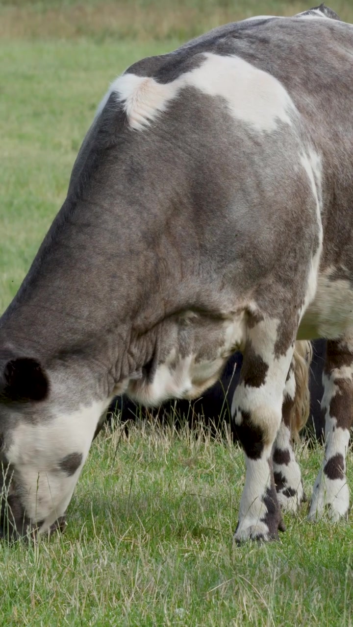 Sapi merumput dan bergerak perlahan melintasi lahan pertanian subur di bawah cahaya matahari alami, kamera stabil, latar pedesaan.