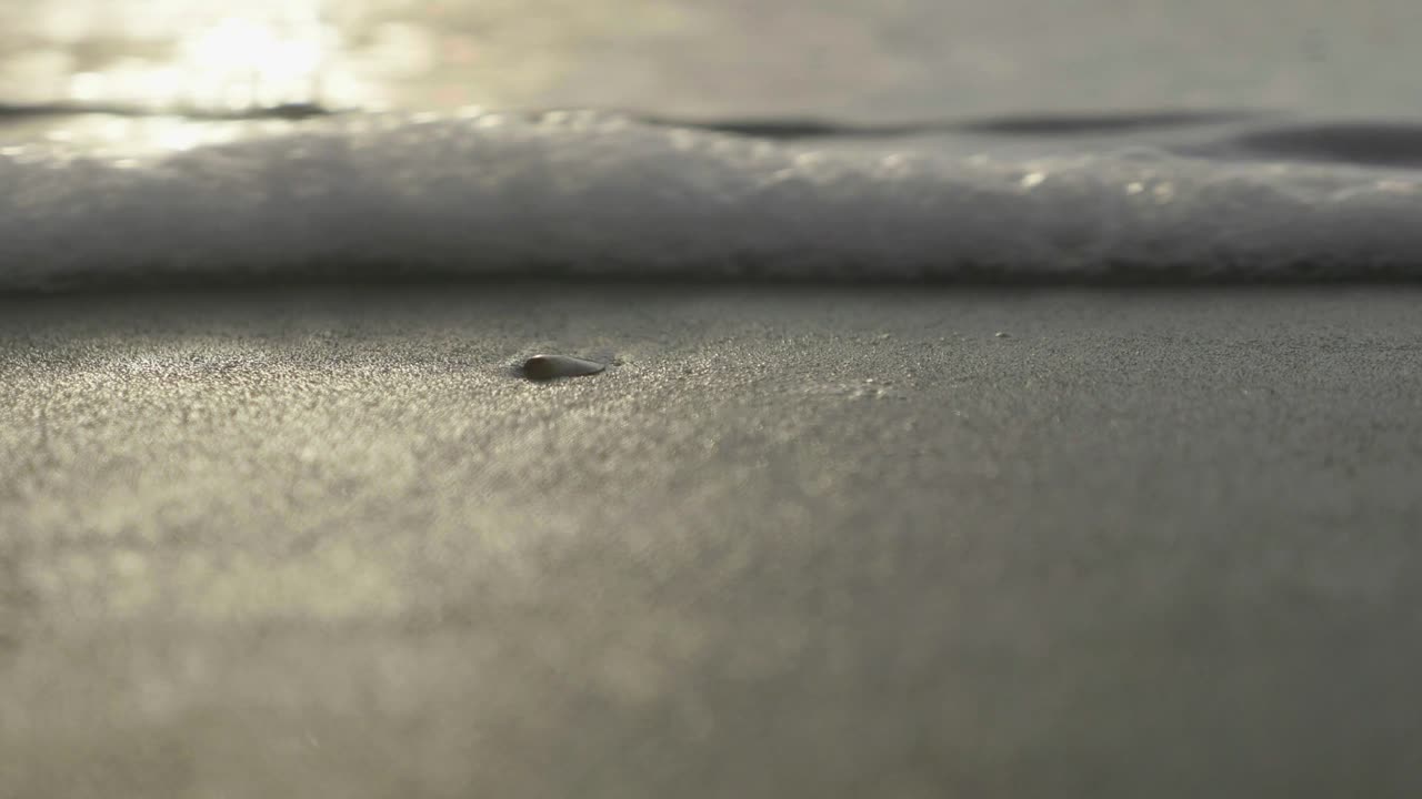 Ocean waves washing over a seashell at sunrise.