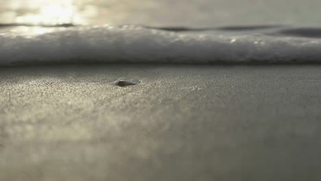 ocean waves washing over a seashell at sunrise.