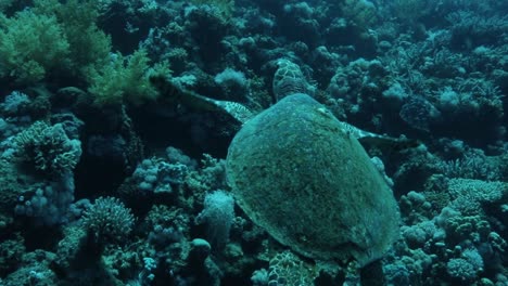 Turtle-by-the-Coral-Reef-of-The-Red-Sea-of-Egypt-shot-on-4K