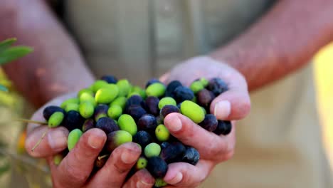 Mid-section-of-man-holding-harvested-olives-4k