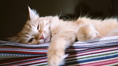 cute ginger cat lying on striped fabric. fluffy pet comfortable settled to sleep