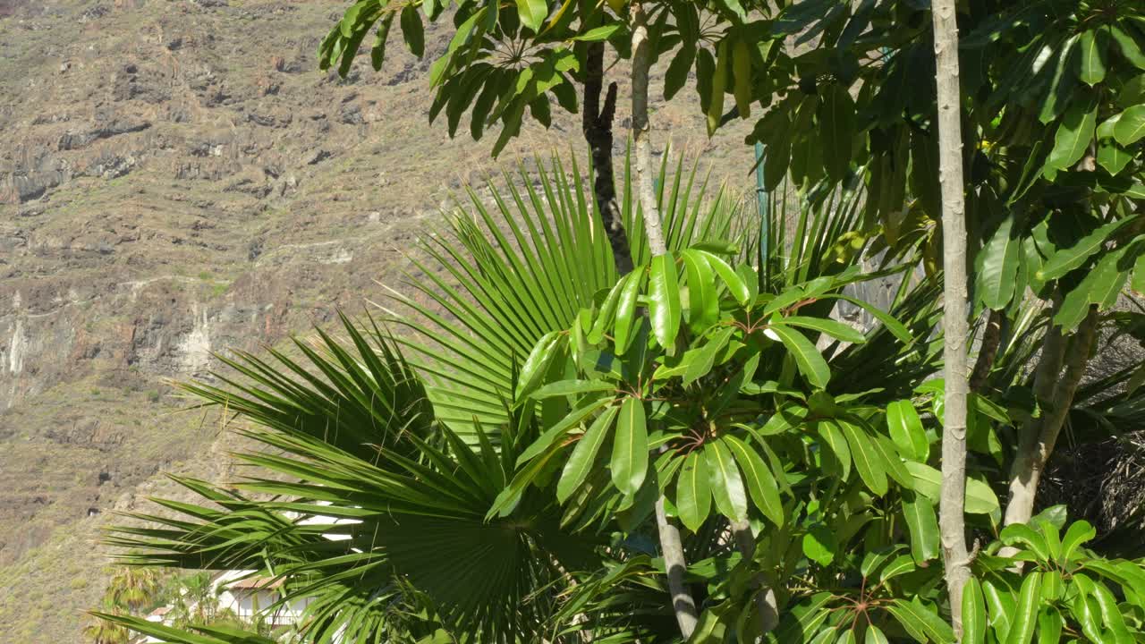 пляя-лос-гюиос зеленые пейзажи тенерифе испания остров