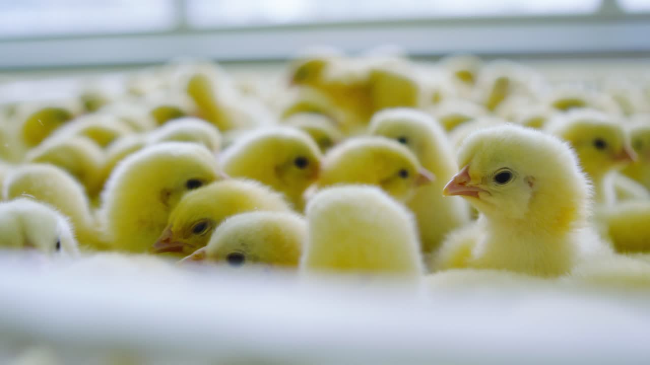 Fluffy yellow chicks move gently in hatchery tray, soft focus, slow motion