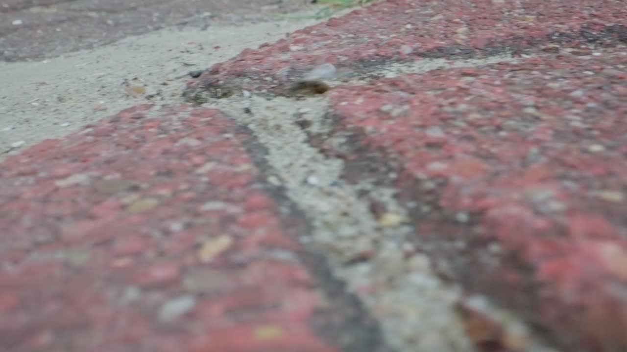 Macro closeup of ants navigating textured red bricks in outdoor environment