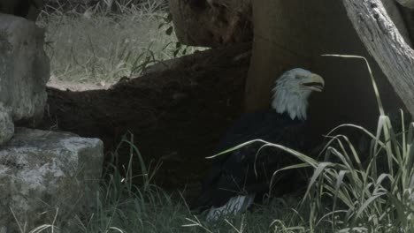 una vista de perfil de un águila calva parada en el suelo con un pico abierto