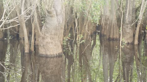 Truck-shot-of-bald-cypress-and-tupelo-trees-at-the-base-where-they-are-in-the-water