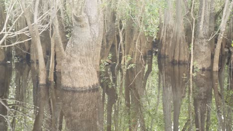 disparo de camión de ciprés calvo y árboles de tupelo en la base donde están en el agua