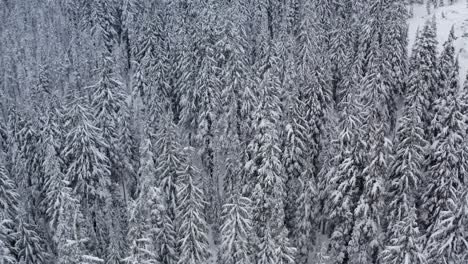 slow aerial of a thick evergreen forest covered in snow