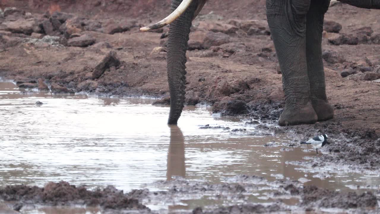아프리카 코끼리 가 케냐 의 아베르다레 국립 공원 에 있는 물 구 ⁇  에서 물 을 마시고 있다