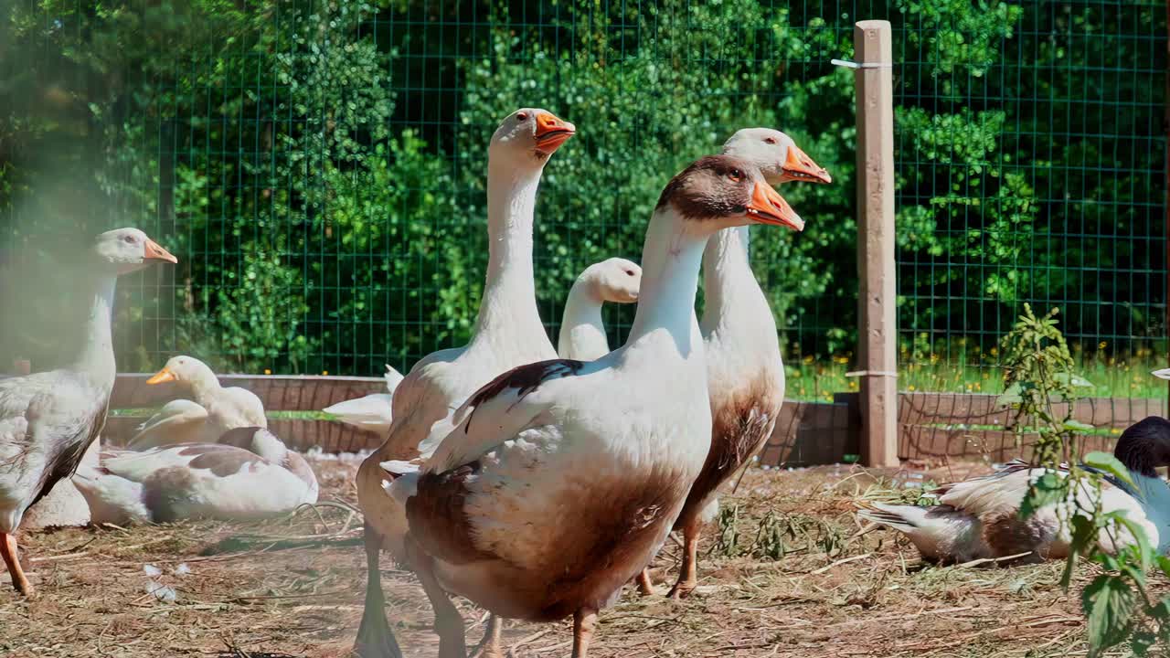 Geese walk slowly behind wire fences, captured in smooth slow-motion detail