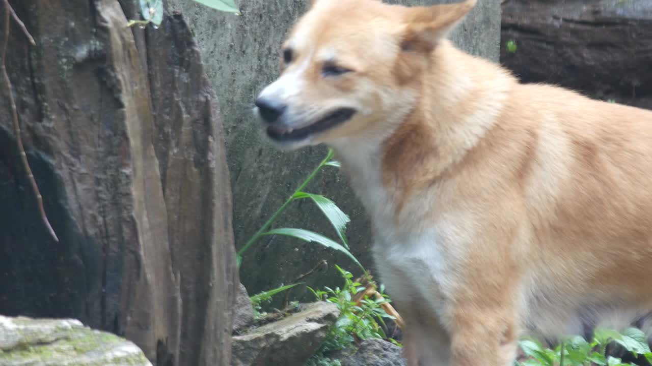 개가 잎을 먹고 있다