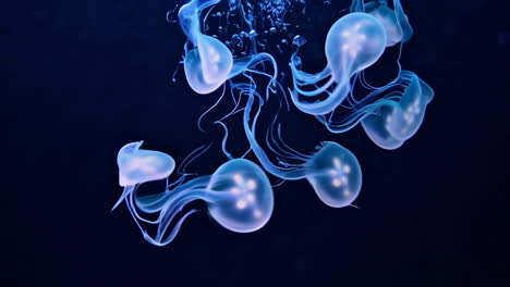medusas brillantes en un acuario