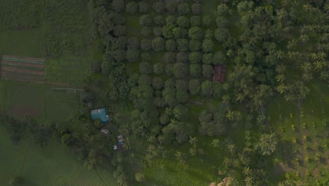 Scenic-Greenery-Landscape-With-Modern-House-Surrounded-with-Mango-Plantation-On-A-Beautiful-Calm-Day-In-The-Philippines