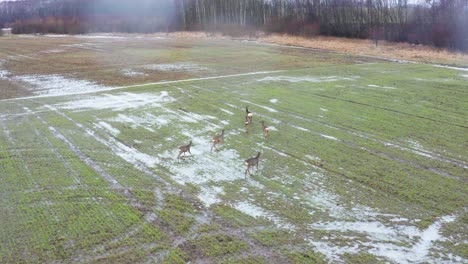 Vista-Aérea-De-La-Manada-De-Corzos-Caminando-Sobre-Un-Campo-Agrícola-Verde-Hacia-El-Bosque