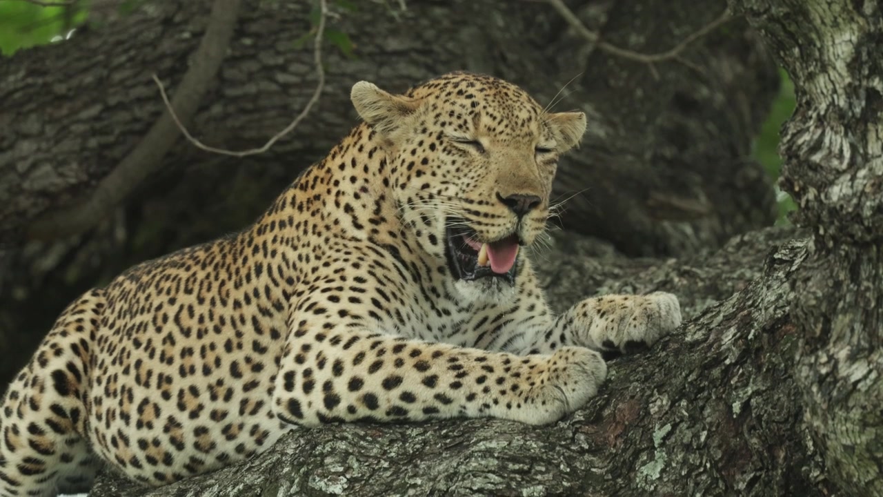 Kruger Ulusal Parkı'nda, bir ağacın dalında gözleri kapalı, ağır ağır nefes alıp veren bir leoparın yakın çekimi.