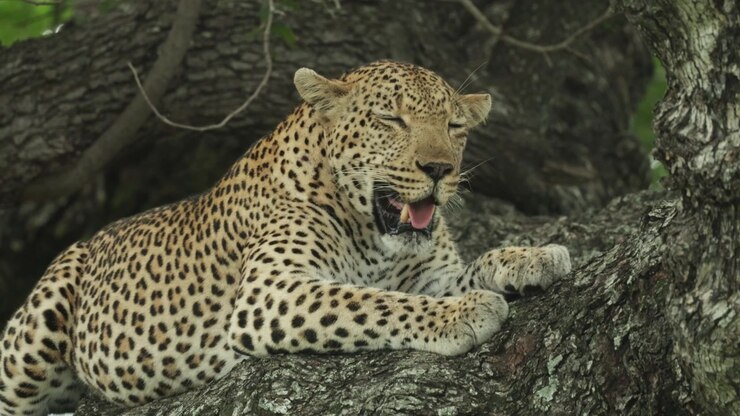 Closeup of a leopard lying on a branch up in a tree while panting heavily with its eyes closed , Kruger National Park.